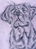Labrador Retreiver, graphite pencil dog drawing, Susan Calvert